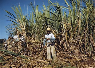 Sugar cane worker in the rich field