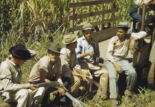 Sugar cane workers resting