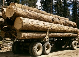 Truck load of ponderosa pine