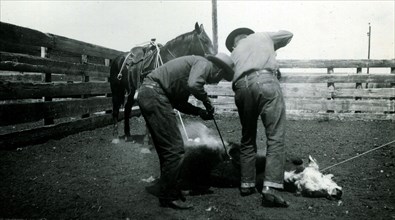 Two cowboys Branding Cattle