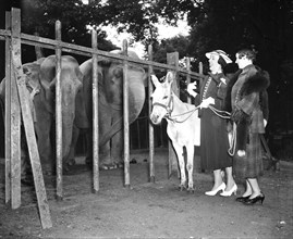 Two women with a donkey on a leash looking at two elephants