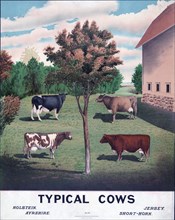 Typical cows ca. 1904