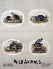 Wild animals ca 1903