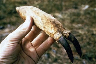 Tool made of seal claws used as a sound-making device for seal hunting 7/8/1974 - Cape Krustenstern Alaska