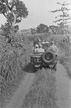 Colonne jeeps drives past a corn field; Date January 17, 1946 Location Indonesia, Java, Dutch East Indies, Semarang