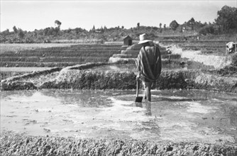 Man working in rice fields in Indonesia ca. 1947