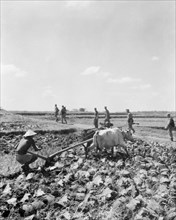 Indonesian Farmer plowing field using animals in Indonesia ca. 1947