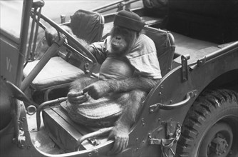 Orangutan with hat sitting behind the wheel of a jeep; Date 1947; Location Indonesia, Dutch East Indies
