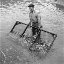 Septmeber 30, 1947 - Man with nets or trays of oysters - Oyster man in Netherlands