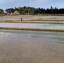 Indonesia History - Sawahs (rice fields), probably on Bali; Date 1 September 1971; Location Bali, Indonesia