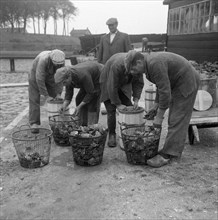 Septmeber 30, 1947 - Man with buckets of oysters - Oystermen in the Netherlands - Oyster Farming