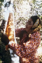 Eskimo woman stripping birch bark for making traditional baskets in Kobuk valley Alaska ca. 1975