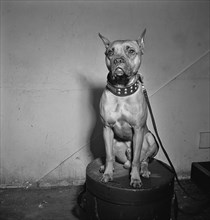 Portrait of Mister (Billie Holiday's dog), New York, N.Y., between 1946 and 1948