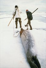Eskimo hunters tow an 'oogruk' or bearded seal across ocean ice pack toward campsite at Sealing Point 7/8/1974