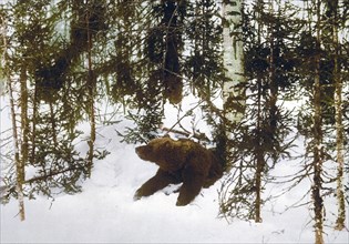 A bear coming out of his den, Russia ca. 1890-1900