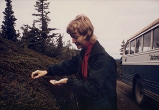 August 1972 - European tourist sampling berries during park tour on the road to the Monument of 10,000 smokes, Katmai National Monument, Alaska