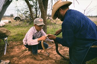 Authentic American Cowboys: 1990s Cowboy in the American west during spring branding time on a ranch skinning a snake