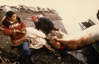 7/8/1974 - Eskimo family hauls an 'oogruk' or bearded seal, into camp along beach at Sealing Point