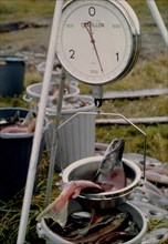 June 1972 - Salmon research, Katmai National Monument, Alaska