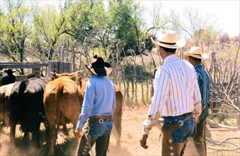 Authentic American Cowboys: 1990s Cowboys in the American west during spring branding time on a ranch near Clarendon Texas ca. 1998.