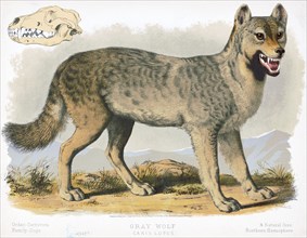 19th century Prang animal prints - Gray wolf - Canis lupus ca. 1874