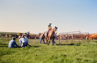 American Cowboys: 1990s Cowboys in the American west during spring branding time on a ranch in Northern Nebraska ca. 1999-2001.