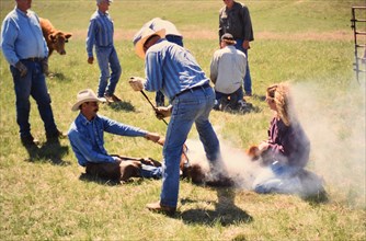 American Cowboys: 1990s Cowboys in the American west during spring branding time on a ranch in Northern Nebraska - Cowboy using a branding iron to brand a calf ca. 1999-2001.