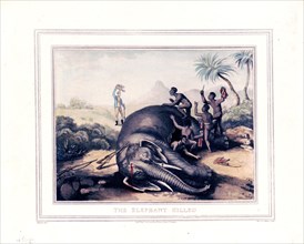 The elephant killed by a hunter ca. 1800s