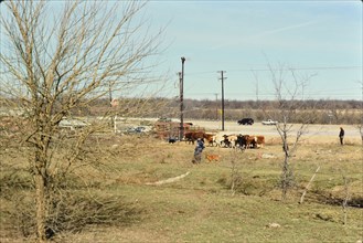 Gathering cattle that had broken free from their pasture in Irving, TX in 1996 or 1997