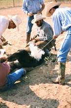 Authentic American Cowboys: 1990s Cowboys in the American west during spring branding time on a ranch near Clarendon Texas ca. 1998.