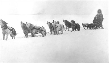 alaska Dog sled team barking 1920
