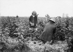 Bertha Brandt, 9 years old. Picks berries on a Rock Creek farm, June 1909