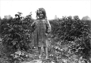 Laura Petty, a 6 year old berry picker on Jenkins Farm. I'm just beginnin'. Licked two boxes yesterday, June 1909