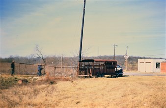 Gathering cattle that had broken free from their pasture in Irving, TX in 1996 or 1997