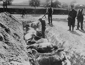 Dead horses being buried in a trench after the Battle of Haelen which was fought by the German and Belgian armies on August 12, 1914 near Haelen, Belgium during World War I