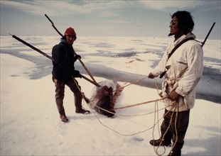 Eskimo seal hunters with an 'oogruk' or bearded seal, on ice floes of Kotzebue Sound early 1970s