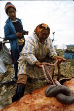 Early 1970s - Eskimo women butchering seal
