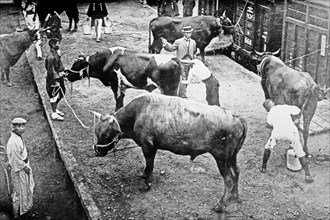 Sacred oxen for funeral, Emperor Japan ca. September 1912
