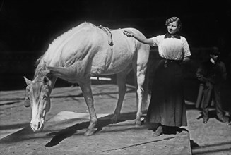 Barnum-Bailey Show - Model Artist Horse Posing ca. 1910-1915