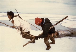7/8/1974 Eskimo hunters dragging an 'oogruk' or a bearded seal on ocean ice pack near Sealing Point