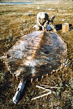 7/8/1974 - 'Oogruk' (bearded seal) hide stretched for drying (Sheshaulik near Krusenstern, Alaska