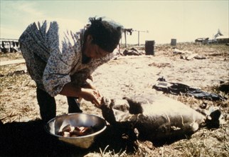 Ca. 1975 - Eskimo woman at the village of Shismaref storing seal blubber in traditional seal skin 'poke'
