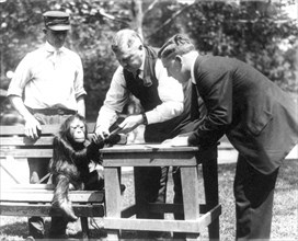 Three men, one wearing badge, and orangutan(?) at the National Zoo, Washington, D.C. ca. 1909-1932