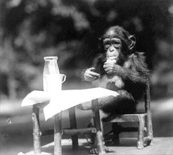 Chimpanzee seated at table with bottle and glass at the National Zoo, Washington, D.C. May 1926