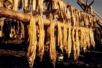 7/10/1972 - Fish drying on racks, Ambler Alaska