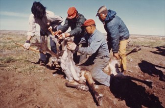 Early 1970s - Cutting reindeer antlers during roundup at Cape Espenberg