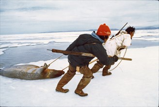 7/8/1974 - Eskimo seal hunters with an 'oogruk' or bearded seal, on ice floes of Kotzebue Sound