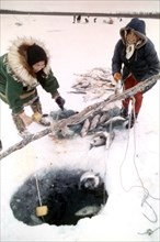 October 1973 - Natives of Ambler ice fishing for whitefish in the Kobuk River (Alaksa)
