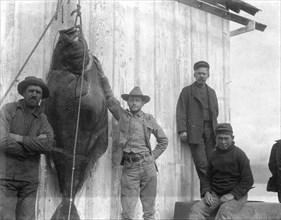 300-pound Halibut captured near Homer wharf in Alaska around 1904