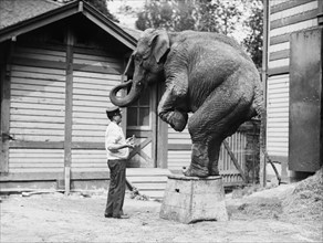 'Hattie' the elephant and trainer Bill Snyder ca. 1910